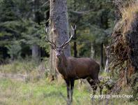 images/CERF-ET-CHEVREUIL/cerf-28-septembre-2013 copie.jpg